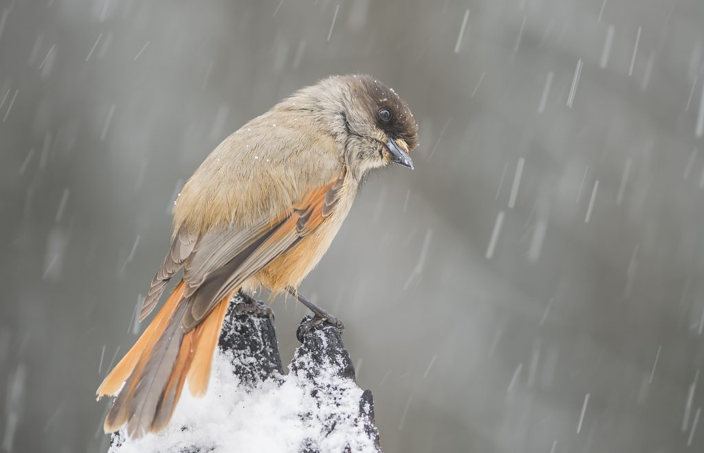 Riisitunturi - Day tour dsc7569